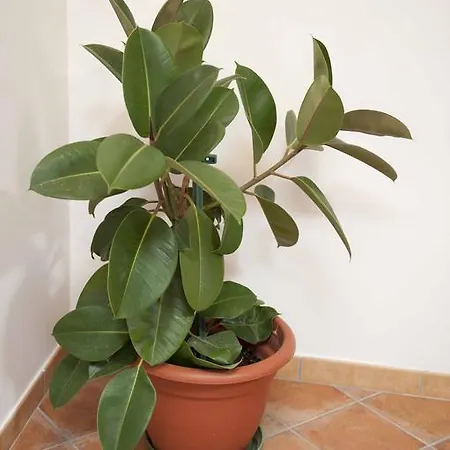 Il Tempone